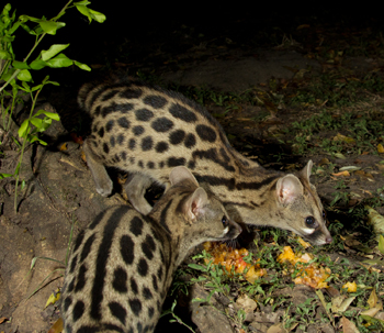 genet